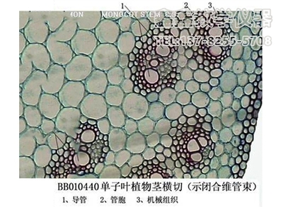 单子叶植物茎横切（示闭合维管束）