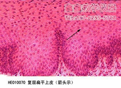 人复层扁平上皮切片