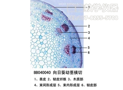 向日葵幼茎横切