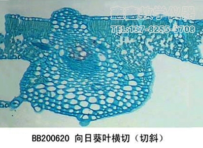 向日葵叶横切（切斜）