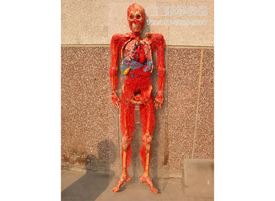 成尸全身动脉（带骨）