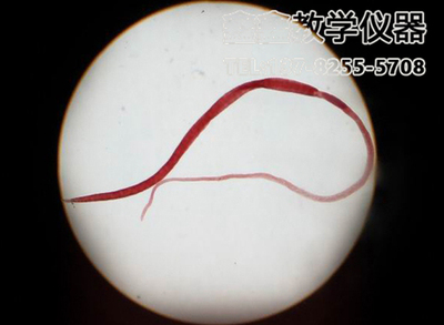 日本血吸虫雌虫