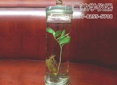 浸制标本