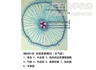 水稻老根横切（示气腔）