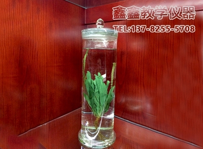浸制标本
