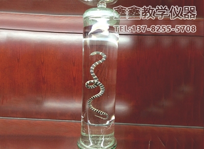 浸制标本