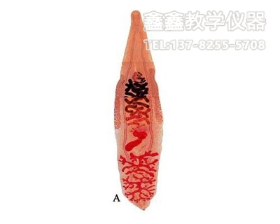 华枝睾吸虫