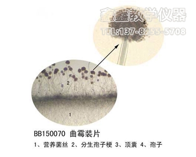 曲霉装片