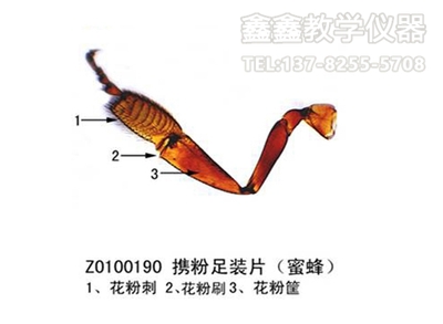 携粉足装片（蜜蜂）