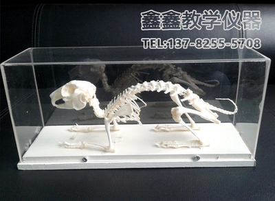 实验用品、模型