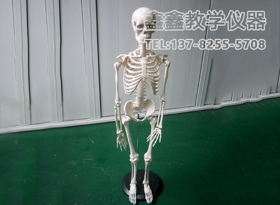 实验用品、模型