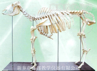 牛的骨骼